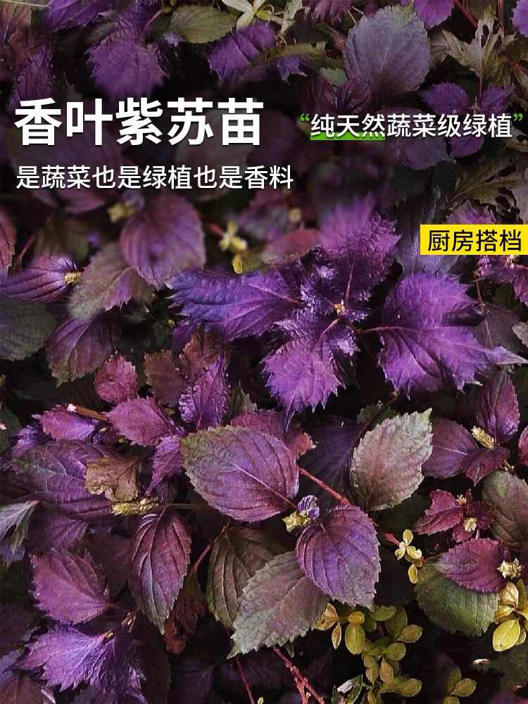 紫蘇葉花 新人首單立減十元 22年10月 淘寶海外