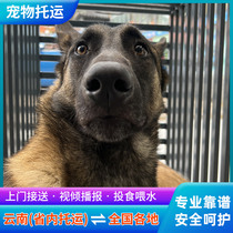 Yunnan pet consignment service Kunming Stochastic Grand Lijiangs Edition Nina door-to-door Cat Airlift Dog Mailing