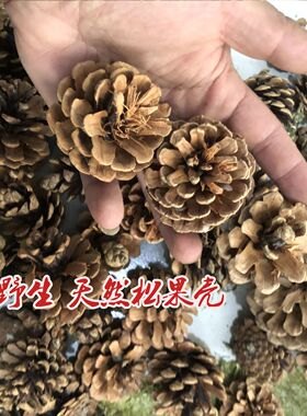 天然瑕疵松果松塔花盆垫底透气有机植料土壤野外篝火材料diy手工