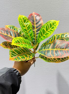 仿真绿植变色木单支漆木七彩洒金榕微景观造景假植物地插盆栽绿叶