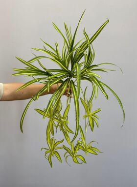 仿真金钟柳吊兰盆栽桌面软装地插植物墙造景室内垂吊绿植垂吊植物