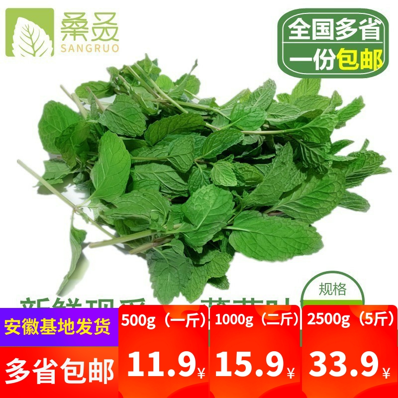 【桑叒】新鲜薄荷叶食用 鱼香食香菜 薄荷调酒新鲜薄荷留兰香大叶 - 图0