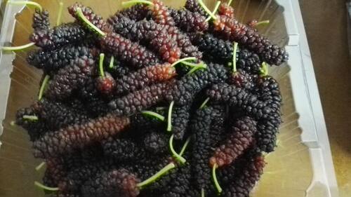 鸡甜桑果桑苗鸡脚叶桑葚果树苗桑葚果树品种甜鸡桑凤尾桑燕尾桑苗 - 图1