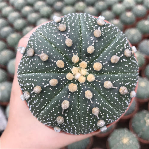大颗仙人球星兜稀有开花多肉植物创意小盆栽花卉仙人掌精品桌面花 - 图0