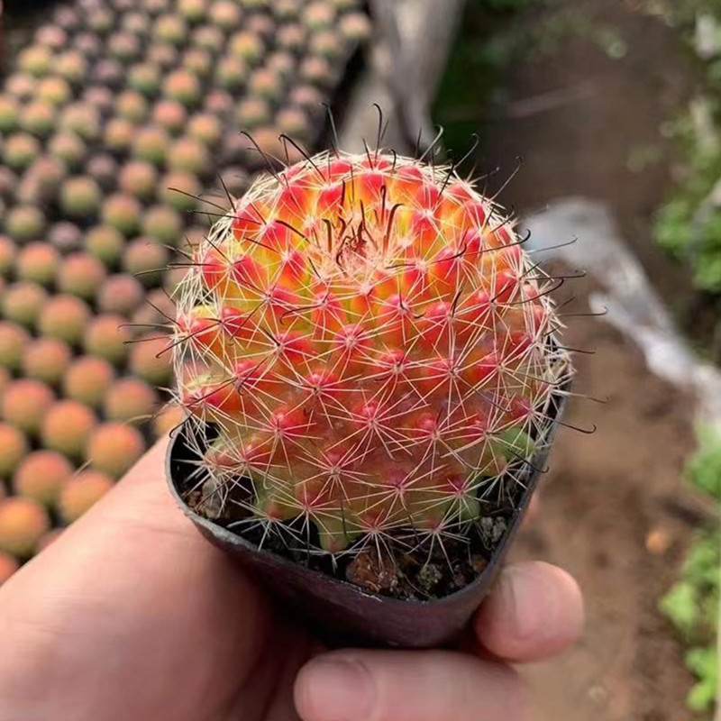 红娜丸仙人球多肉植物盆栽室内花卉仙人掌开花绿植稀有品种好养活 - 图2