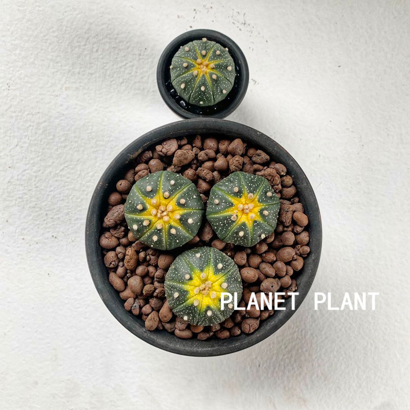 树上星球 planet plant星兜锦仙人球网红ins风多肉植物民宿小摆件-图0