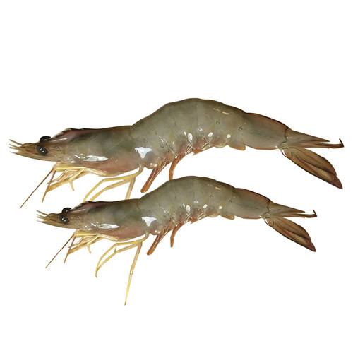 广东3斤包邮野生深海大白虾阳江海鲜特产大虾白500克白虾大虾 - 图3