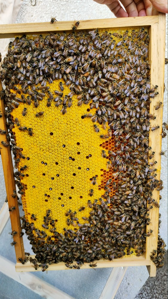 蜂农自研自用发酵蜂粮喂蜂繁蜂专用营养天然花粉浆蜂粮膏代用饲料 - 图3