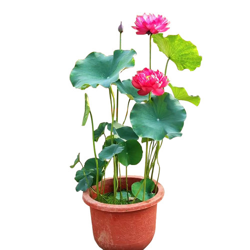 荷花盆栽水养莲藕苗种莲花大型四季观赏睡莲生水培植物碗莲种根苗 - 图3