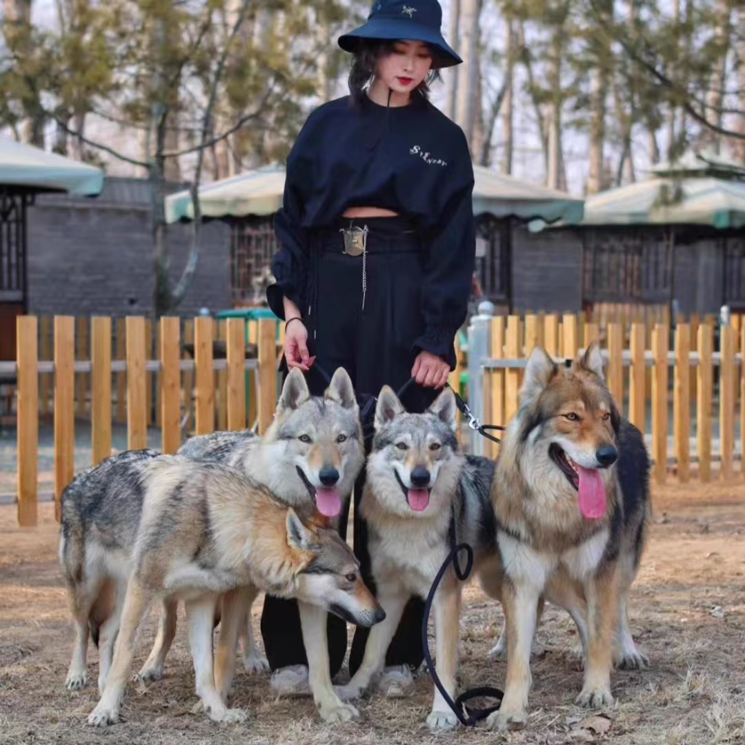 纯种捷克狼犬幼犬活体 进口血统捷克狼犬 捷克狼犬看家聪明护卫犬 - 图2