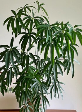 夏威夷鹅掌柴植物好看艺术风