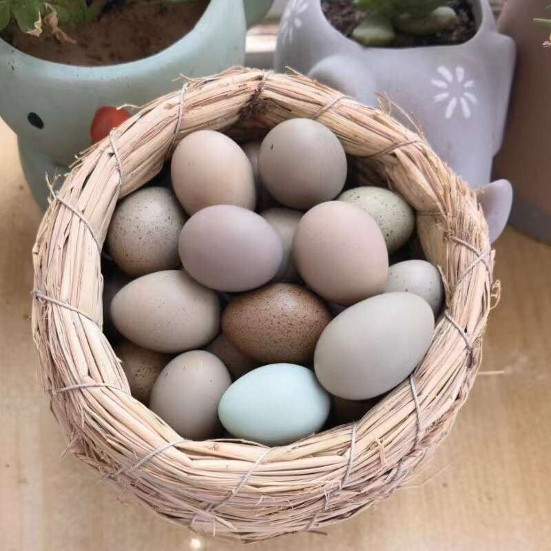 芦丁鸡蛋受精蛋种蛋受精卵可孵观赏活物宠物鸡变异纯白家养礼服鸡,淘宝优惠券,粉丝福利购,淘宝优惠卷