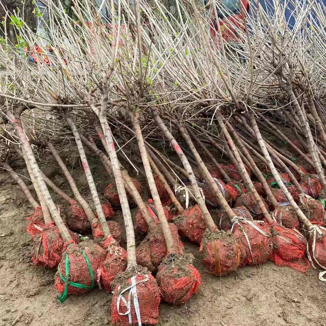 腊梅花树苗盆栽老桩庭院耐寒冬季开花卉植物阳台浓香原生高杆腊梅-图0