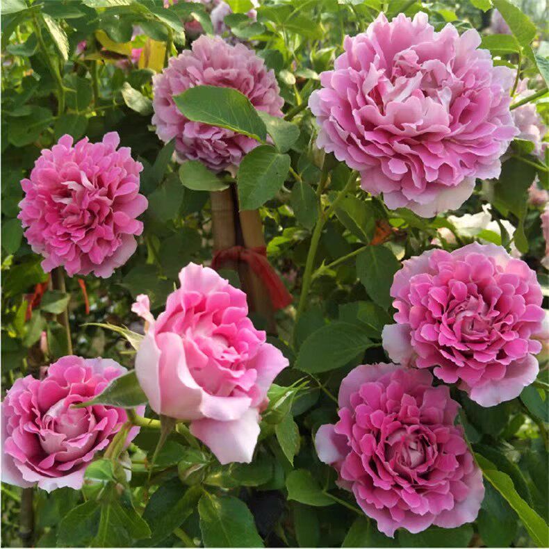 新品菊花型花瓣藤本月季花苗 梦幻褶边 波浪花边浓香大花爬藤