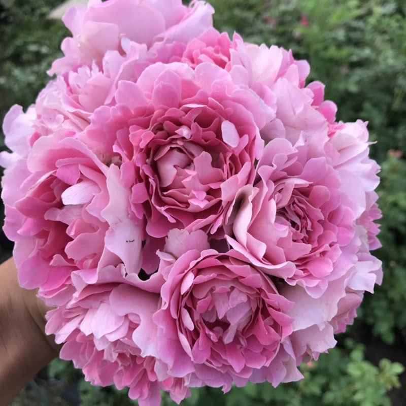 新品菊花型花瓣藤本月季花苗 梦幻褶边 波浪花边浓香大花爬藤