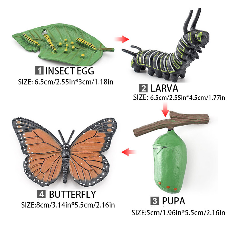 蝴蝶成长周期模型昆虫成长过程毛毛虫模型儿童玩具早教认证玩具,淘宝优惠券,粉丝福利购,淘宝优惠卷