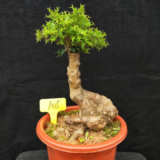 实物构骨盆景小叶构骨室内办公室桌面绿植盆栽鸟不宿提根盆景