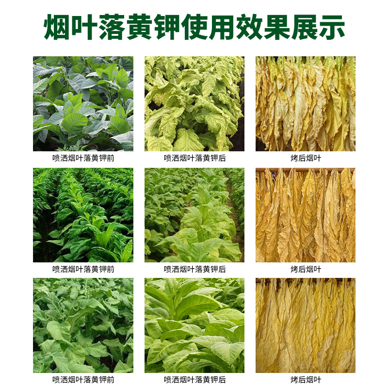 烤烟落黄钾烟草专用落黄钾烤立黄生物烤黄剂落黄素翻色叶面肥 - 图1