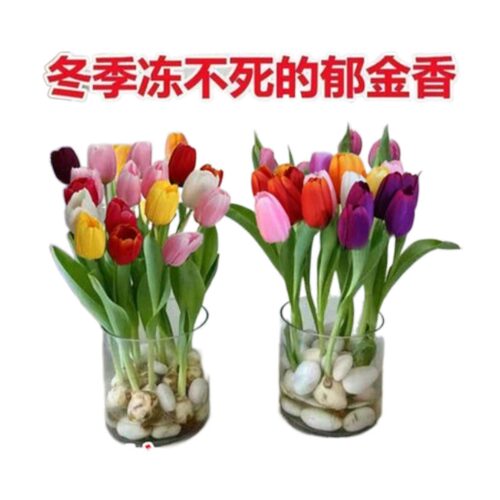 荷兰水培郁金香种球花卉盆栽重瓣植物室内外四季开花好养活花耐寒 - 图3
