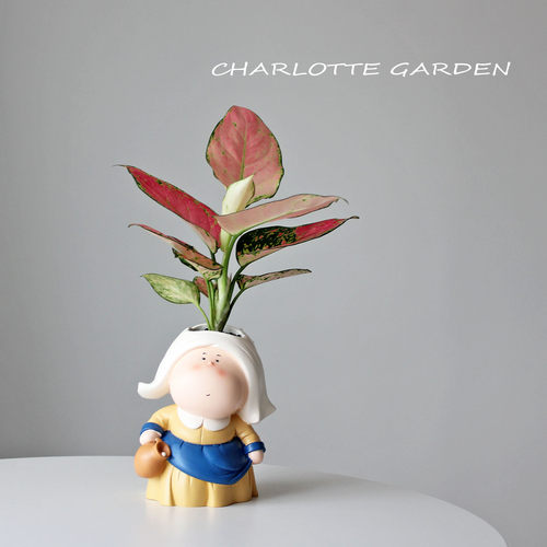教师节礼物 红宝石粗肋草  绿植花卉盆栽 喜阳植物 寓意吉祥如意 - 图3
