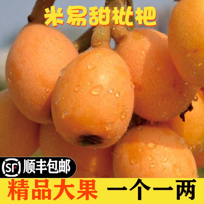 四川攀枝花米易枇杷新鲜水果特级五星大果应季整箱琵琶果顺丰包邮