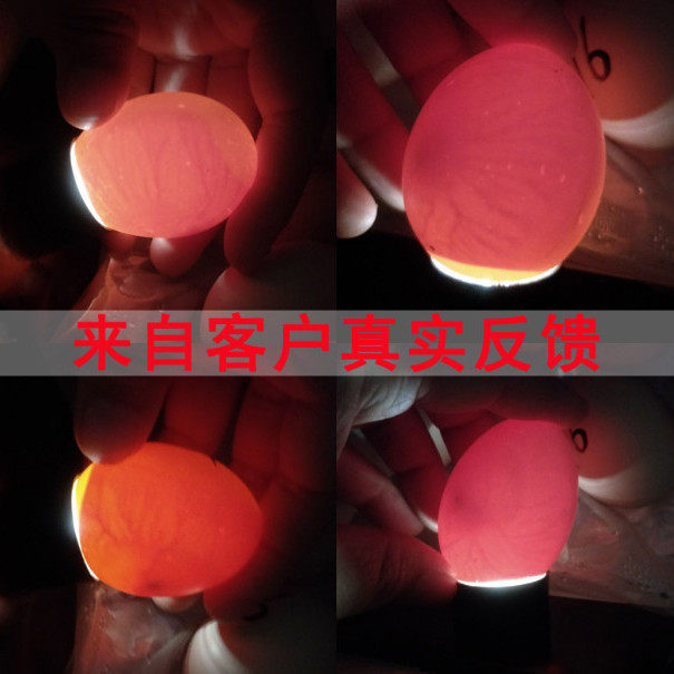 【50枚】种蛋受精蛋 可孵化纯种种蛋土鸡种蛋30枚受 三黄鸡宠物鸡,淘宝优惠券,粉丝福利购,淘宝优惠卷