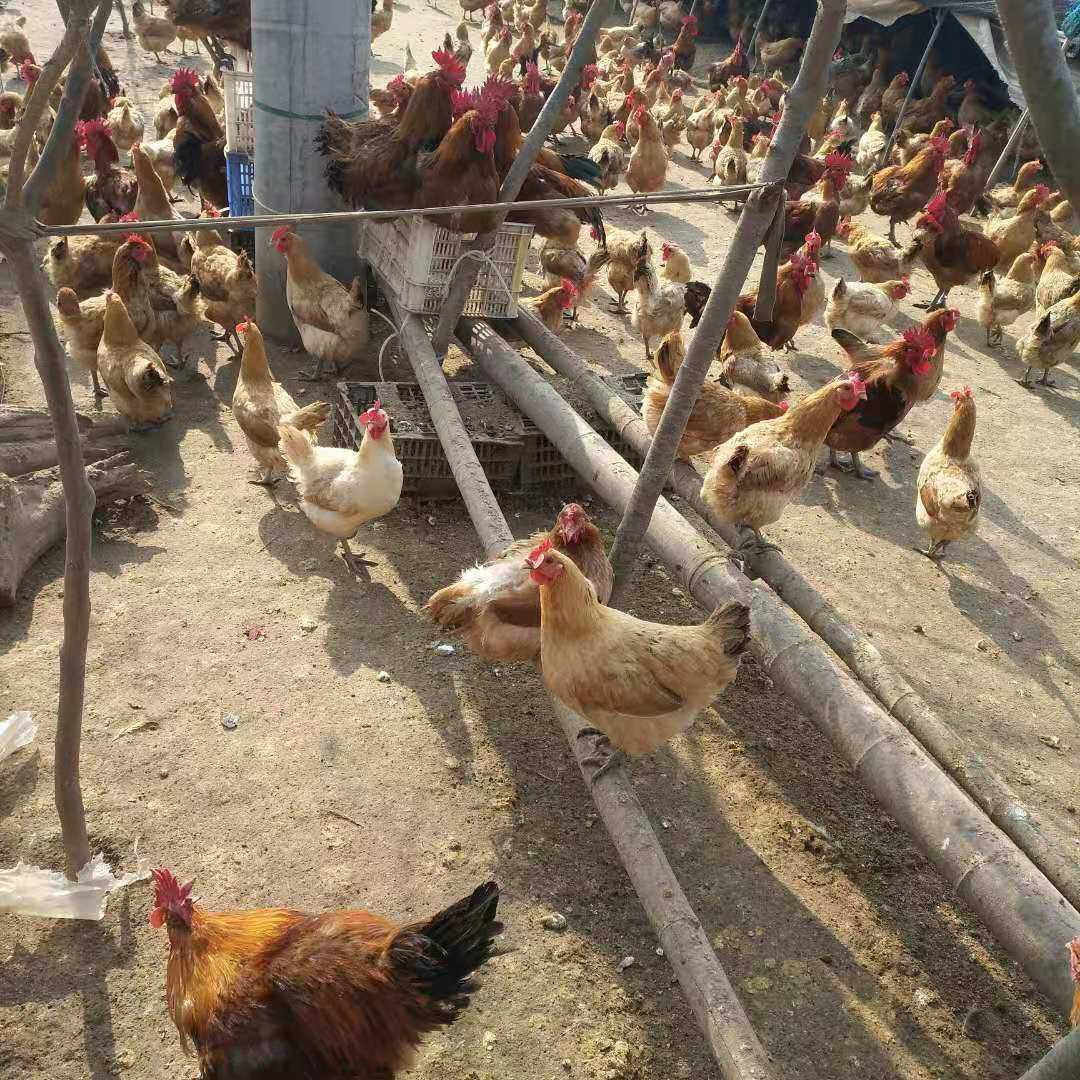 【50枚】受精蛋土鸡柴鸡种蛋散养可孵化受精鸡蛋农家蛋30枚宠物鸡,淘宝优惠券,粉丝福利购,淘宝优惠卷