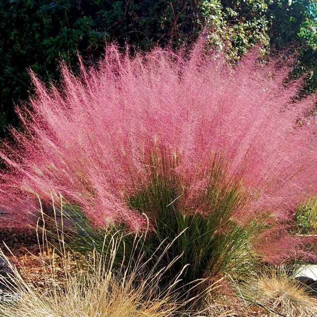 粉黛乱子草种子多年生观赏毛芒乱网红四季播易活耐寒庭院花卉花籽 - 图0