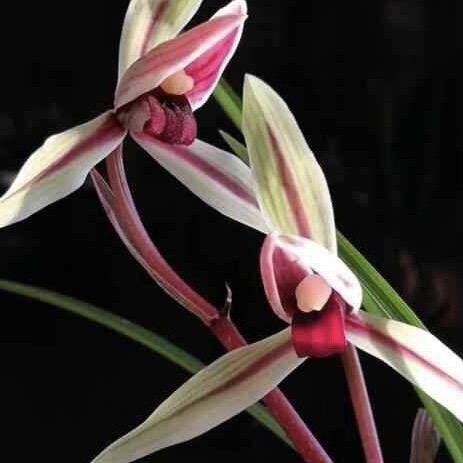 自产自销莲瓣兰花花卉绿植盆景盆栽品种正宗品质保证兰花名兰 - 图3