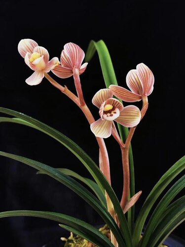 自产自销莲瓣兰花花卉绿植盆景盆栽品种正宗品质保证兰花名兰 - 图0