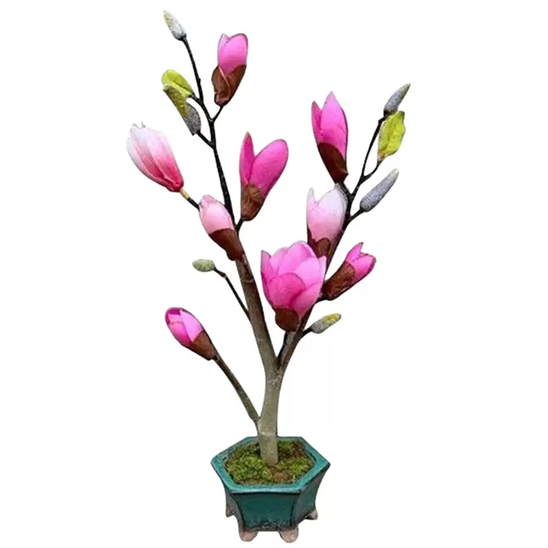 矮化玉兰树苗盆栽 地栽 盆景紫玉兰花苗带花苞别墅阳台庭院木本,淘宝优惠券,粉丝福利购,淘宝优惠卷