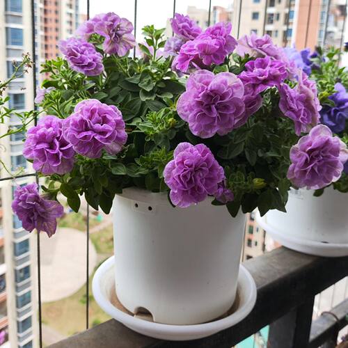 【花多多2号水溶肥料200克】比奥绿缓释肥磷酸二氢钾好花卉专用肥 - 图3
