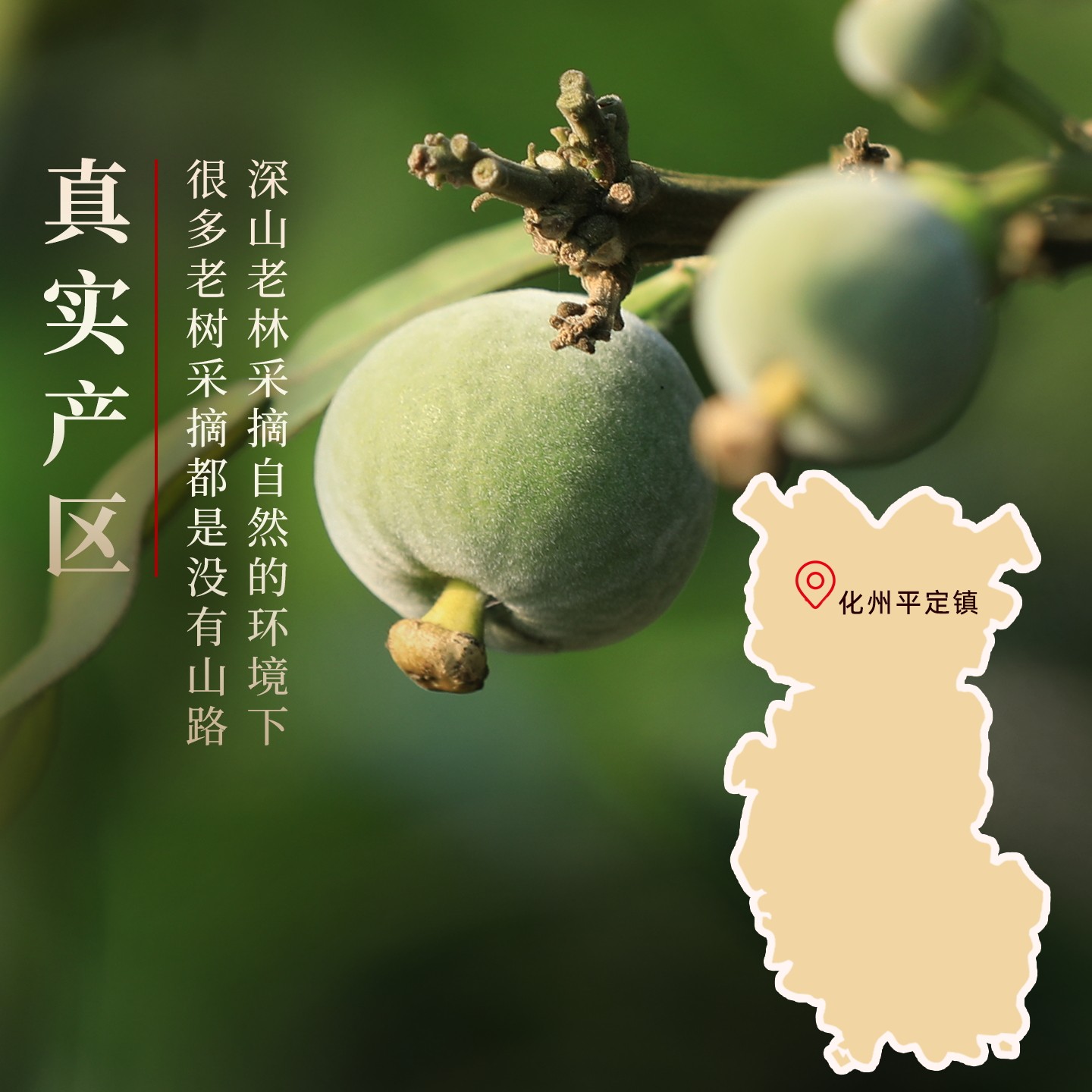 橘源堂24年封坛正宗化橘红收藏送礼玻璃罐整果单爪生橘皮化州特产,淘宝优惠券,粉丝福利购,淘宝优惠卷