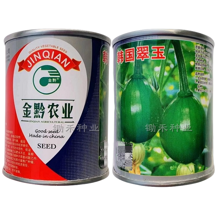 韩国翠玉一串铃南瓜种子高产早熟深绿皮嫩南瓜椭圆形小南瓜种子