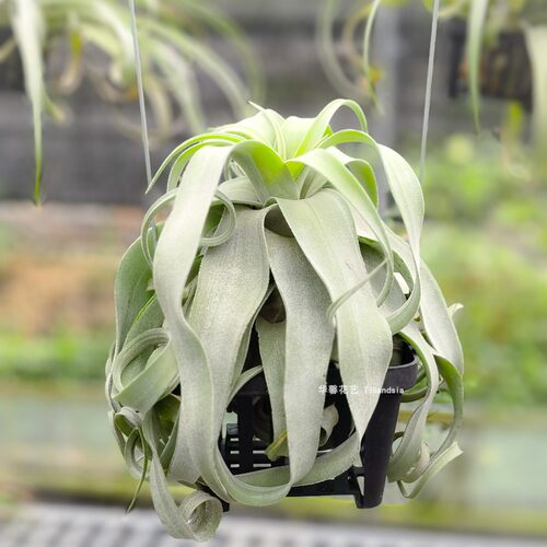 空气凤梨电烫卷Tillandsia streptophylla无土植物室内绿植花卉 - 图1