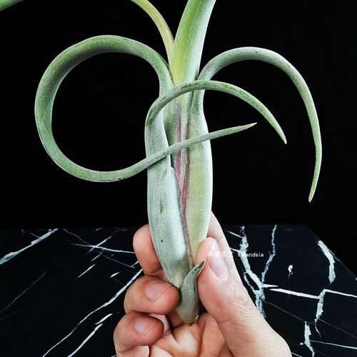 空气凤梨花中花Tillandsia intermedia无土植物室内阳台花卉绿植 - 图2