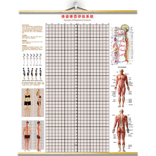挂式体态评估表体测健身房私教身体矫正网格中医工作室背景墙贴图