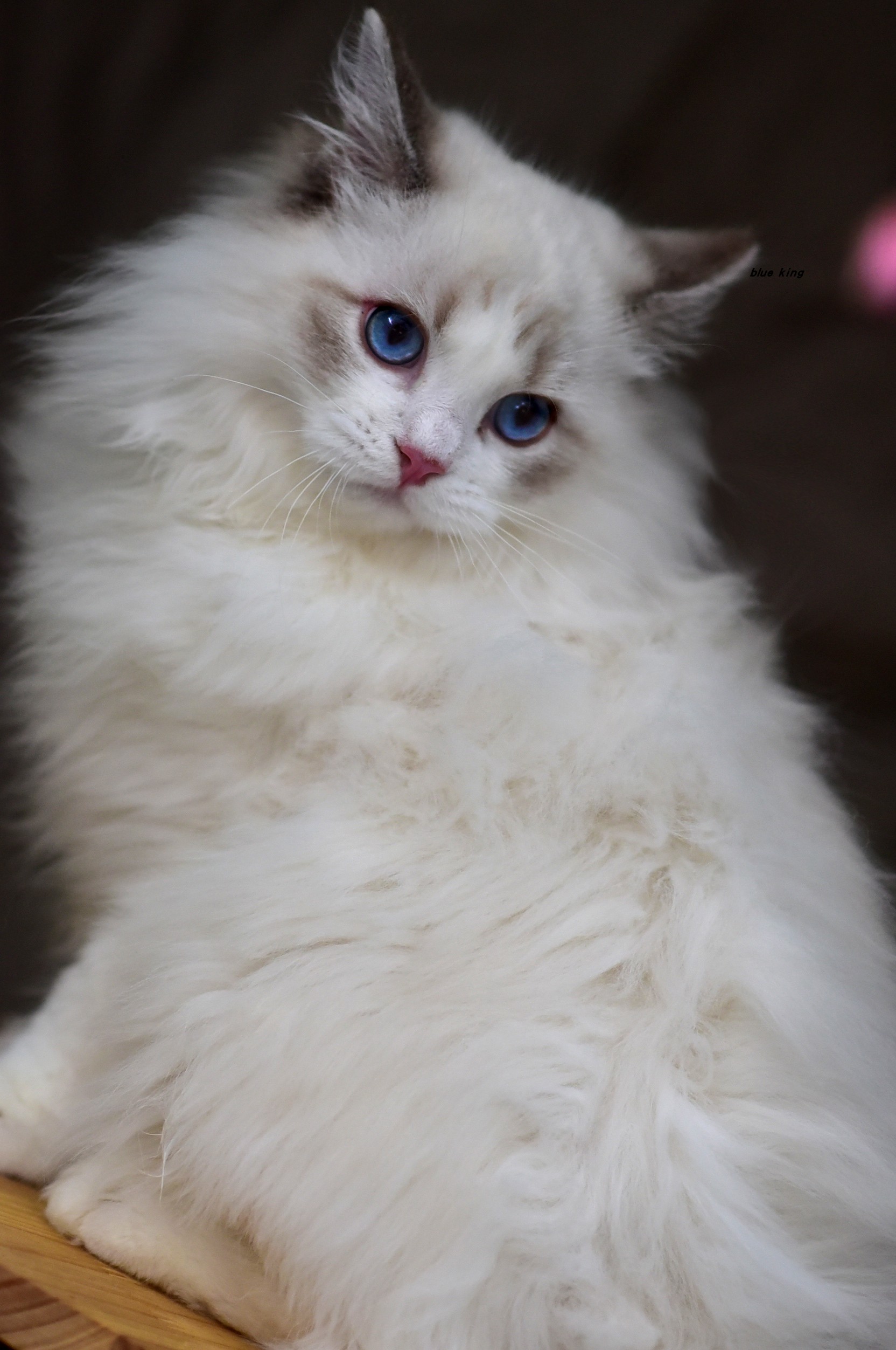 一整头牛猫饭，全熟生骨肉熟肉，超强增加抵抗力下奶尿结石辅助 - 图1