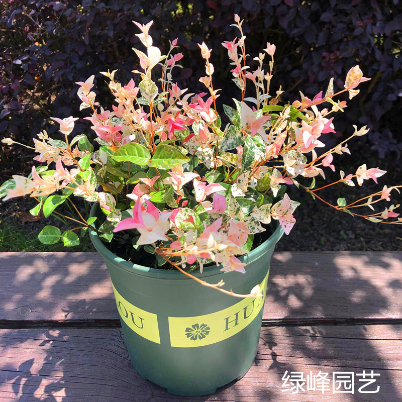 彩叶络石 花叶络石盆栽 吊兰 垂吊露天阳台庭院