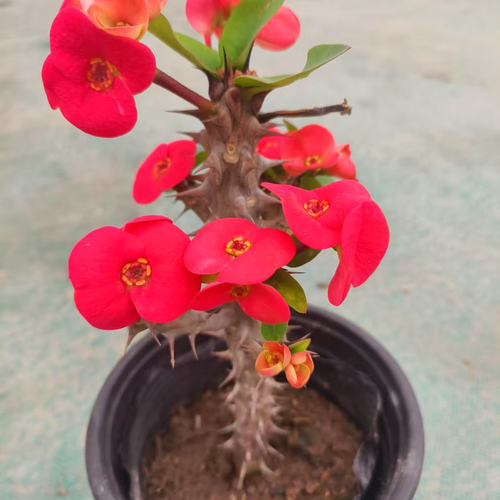 虎刺梅盆栽铁海棠花苗绿植带花室内外阳台花园四季开懒人植物包邮 - 图3
