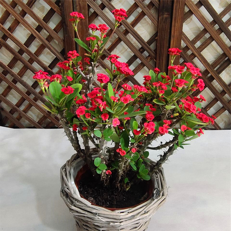 虎刺梅盆栽铁海棠花苗绿植带花室内外阳台花园四季开懒人植物包邮,淘宝优惠券,粉丝福利购,淘宝优惠卷