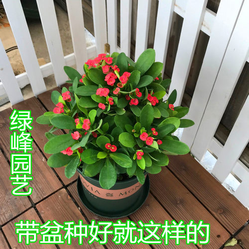 虎刺梅盆栽铁海棠花苗绿植带花室内外阳台花园四季开懒人植物包邮 - 图2