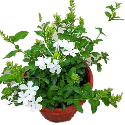 超凡蓝雪花盆栽白雪花红雪花带花苞阳台庭院爬藤大苗四季花卉包邮 - 图3