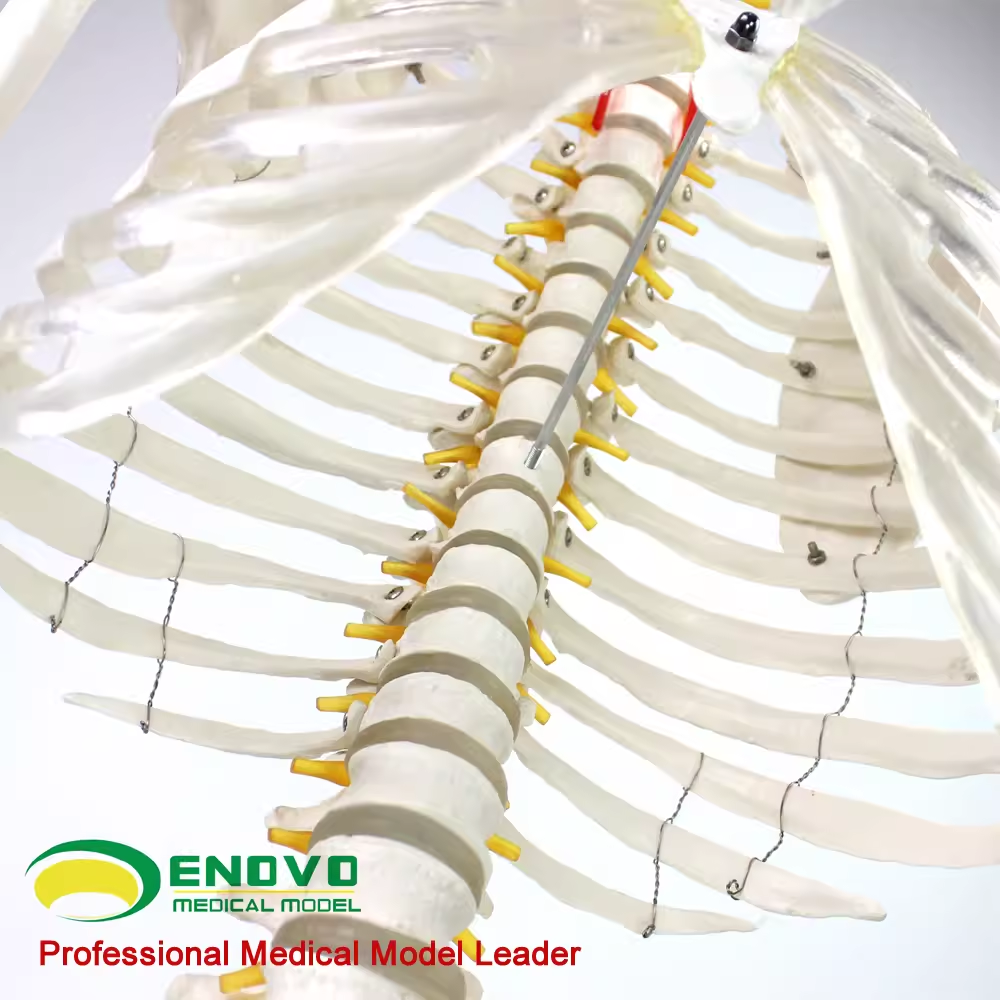 ENOVO颐诺170cm人体骨骼模型 骨架标本模型美术医学艺用可拆卸 - 图0