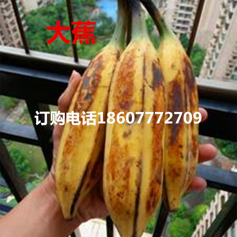 大蕉苗芭蕉苗香蕉苗红香蕉苗荔枝苗红肉菠萝蜜苗猫山王榴莲树苗,淘宝优惠券,粉丝福利购,淘宝优惠卷