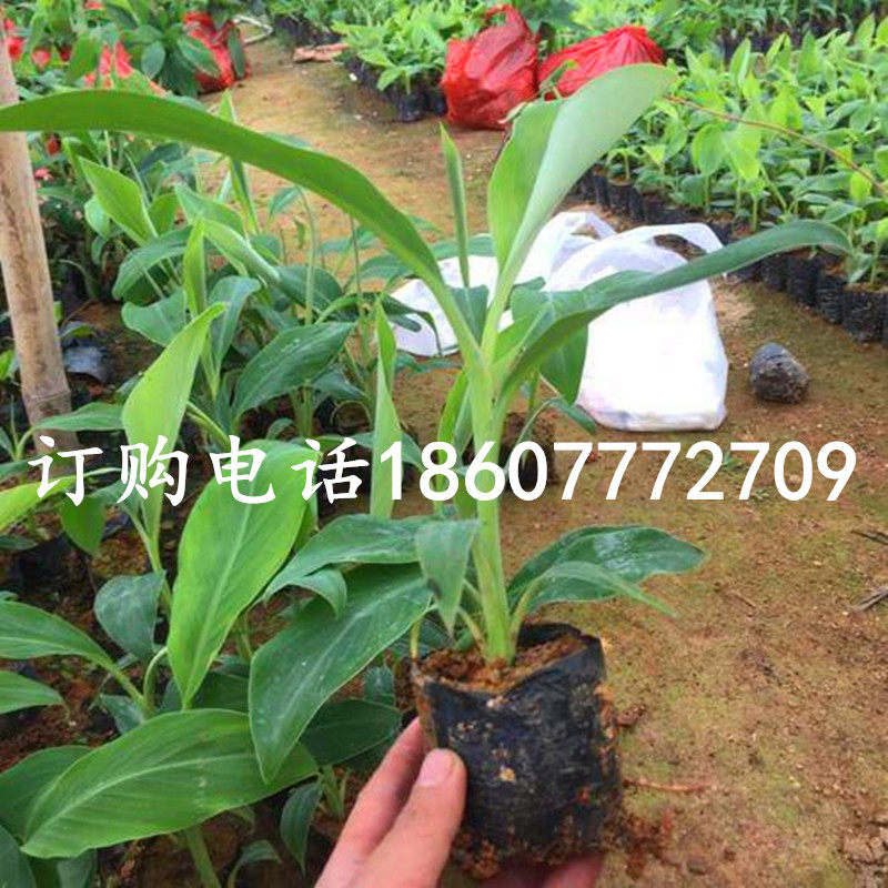 大蕉苗芭蕉苗香蕉苗红香蕉苗荔枝苗红肉菠萝蜜苗猫山王榴莲树苗,淘宝优惠券,粉丝福利购,淘宝优惠卷