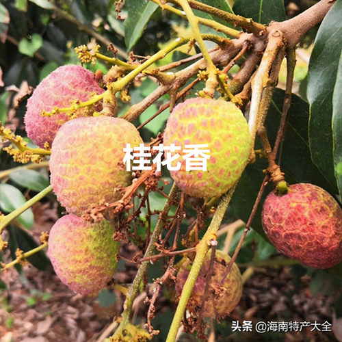 海南早熟桂花香桂花香荔枝树苗种植当年可以结果红肉菠萝蜜苗红毛 - 图3