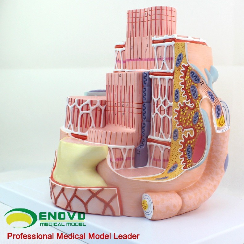 ENOVO颐诺人体骨骼肌纤维模型显微解剖模型MICROanatomymodel模型-图0