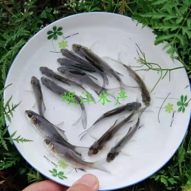 岩鲤鱼苗纯种岩原鲤鱼苗黑鲤鱼墨鲤水子鬼头鱼原生鱼食用淡水鱼苗-图1