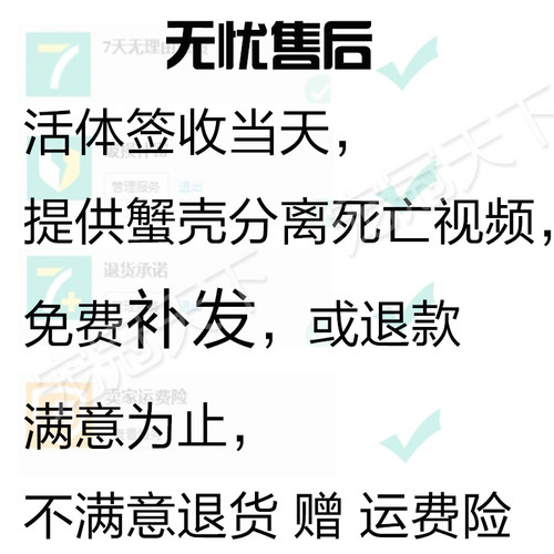 陆生超大草莓短腕寄居蟹活体淡水螃蟹活物宠物小型观赏蟹包邮包活 - 图2
